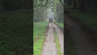 Elephant at gorumara national park gorumaranationalpark wildlife youtube wildlifesanctuary [upl. by Bondy]