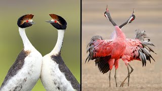 25 Birds With The Best Mating Dances In The World [upl. by Adiarf751]