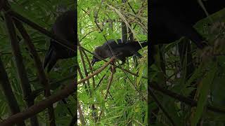 crow crowing loudly at garden on bamboo tree nature naturelovers naturephotography natural [upl. by Sabec]