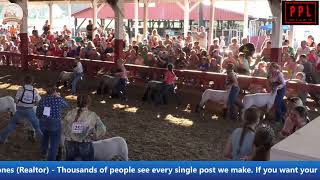 Mason County Fair 2024 Lamb Show [upl. by Acissaj]