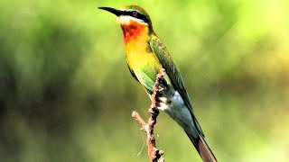 Blue tailed bee eater symbol of the parks rich biodiversity [upl. by Islaen266]