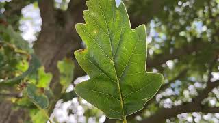 Sessile oak  leaf  July 2024 [upl. by Ydna]