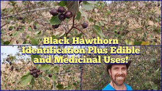 Black Hawthorn  Identification Description Edible and Medicinal Uses [upl. by Casteel]