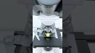 Softboiled egg magnified 40 times is seriously cool shorts microscope science [upl. by Concoff]