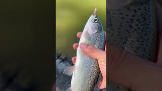 State stockers at secombe lake park rainbowtrout [upl. by Bevash]