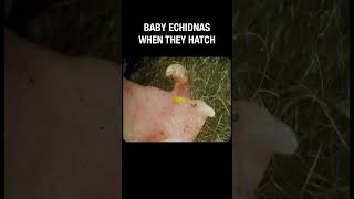 Baby echidnas when they hatch [upl. by Lorac]