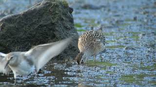 Whiterumped Sandpiper bombing a Shortbilled Dowitcher video [upl. by Rosenstein831]