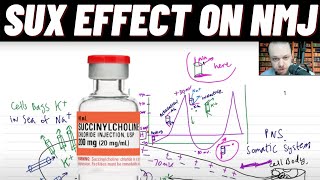 Neuromuscular Junction NMJ Action Potential Effect of Succinylcholine and Hyperkalemia on NMJ [upl. by Brotherson597]