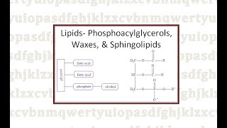 Lipids Phosphoacylglycerols Waxes and Sphingolipids [upl. by Ayian]