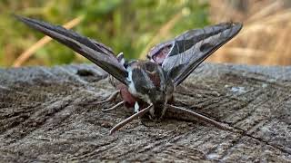 Hyles livornica  esfinge rayada  stripped hawk moth [upl. by Goldina351]