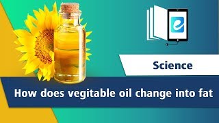 How does vegetable oil change into fat Hydrogenation of Vegetable Oil [upl. by Nodlew978]