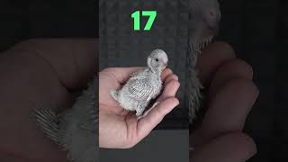 Baby Budgie 1 to 31 Day Growth Stages [upl. by Salbu57]