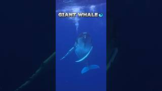 big whales in 4K🐋 sea whale wildlife whaleshark whalefish animals yearofyou megalodon shorts [upl. by Jehu]