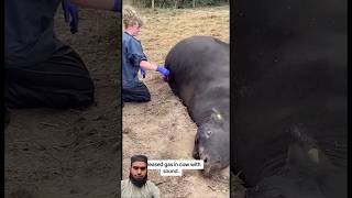 save the cow pierce the stomach to release gascows veterinary animals milking [upl. by Notniuq]