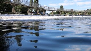 Catching Thames Carp  The Specialized Approach [upl. by Maher242]