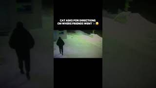 Cat asks for directions on where friends went trending bruh subscribe cat cats memes meme [upl. by Bohman]