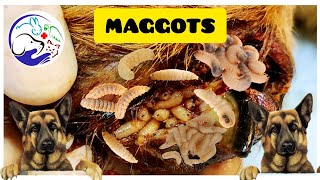 Maggots Removal in Dog  Maggot Wound Treatment [upl. by Anawal]