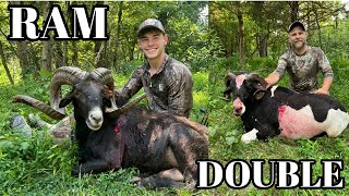 BOWHUNTING HUGE BLACK HAWAIIAN and PAINTED RAM DOUBLE [upl. by Blunt560]