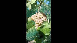 vendemmia uva bianca prosecco Gold traminer Malvasia bianca [upl. by Land]