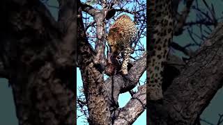 Leopard stakling lion in treeanimals wildlife wildanimals foryou fyp [upl. by Ttenrag]