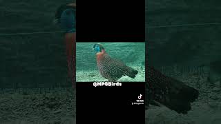 Fazan Tragopan Temenik Temenik Tragopan Pheasant birds animals pheasant song hobby [upl. by Areta]