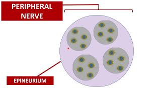 Lecture 1 Introduction neurophysiologychemistry of local anesthetics [upl. by Anailuy233]