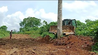 incredible SD16 SHANTUI BULDUZER stronger pushing cutting big tree along road widening [upl. by Enyawud]