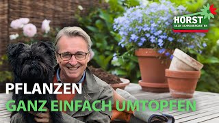 Pflanzen ganz einfach umtopfen  Horst sein Schrebergarten [upl. by Veats]