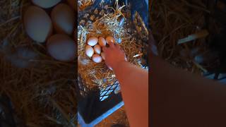 How Many Eggs Did These Chickens Lay chickeneggs [upl. by Aikemet]