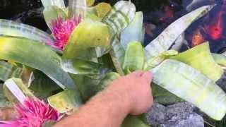 REBLOOMING BROMELIADS AECHMEA FASCIATA BROMELIAD UPDATE [upl. by Yauqaj]