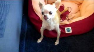 Paco the Talking Chihuahua [upl. by Annalee]