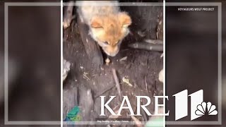 1monthold wolf pup growls at Voyageurs workers [upl. by Henke124]