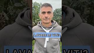 Lavare le viti dopo la vendemmia meccanica [upl. by Llerahc]