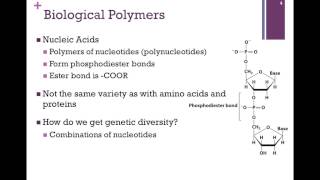 003Biological Polymers [upl. by Geaghan96]