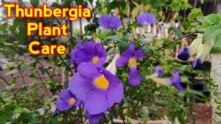 How To Grow Thunbergia Plant In Pot IN HINDI Thunbergia Plant Care Tips And Propagation Methods [upl. by Able334]