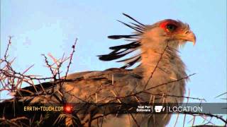 Africas most unusual bird of prey [upl. by Uella]