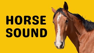 Horse Sound  Neigh [upl. by Cassandry859]