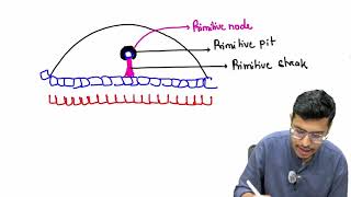 MBBS 1st Year General Embryology 38th Week of Devlopment Part 1 [upl. by Ardnahc92]