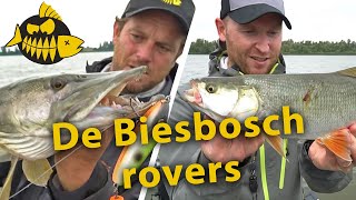 Snoek VS roofblei op de Amer in de Biesbosch [upl. by Seeto]