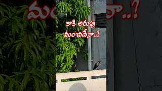 గుప్పెడు మెతుకులు వేద్దాం bhakti shorts crow [upl. by Namijneb]