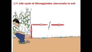 ٍStrongyloides stercoralis GIT module Dr Khaled Habib [upl. by Yila]