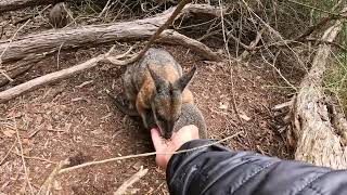 Cleland Wildlife Park  Adelaide Australia [upl. by Secundas]