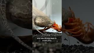 Lungfish wildlife animals fish lungfish facts video shorts short [upl. by Anigriv]