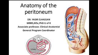 Peritoneal Cavity Greater Sac Lesser Sac Mesentery  MEDICINE MADE EASY [upl. by Zrike385]