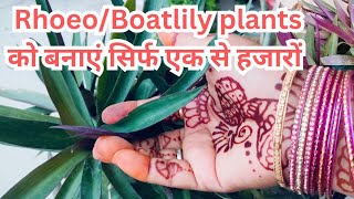 RhoeoBoat Lily care amp propagation  all about Boat LilyRhoeo  how to grow and care Rhoeo plant [upl. by Okomom]