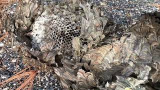 BaldFaced Hornets Wasp Nest CRUSHED [upl. by Eniledam572]