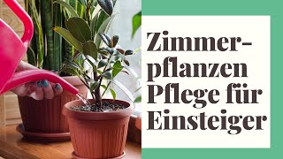 13 EINFACHE TIPPS Zimmerpflanzen Pflege für Einsteiger [upl. by Nesrac441]