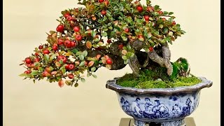 Cotoneaster horizontalis Bonsai  Rock Cotoneaster Rockspray Cotoneaster [upl. by Eirovi531]