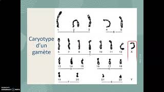 Le caryotype [upl. by Ayotak]