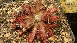 Drosera Graomogolensis Sundew Carnivorous Plant  Basic Care amp Information [upl. by Gustafsson]